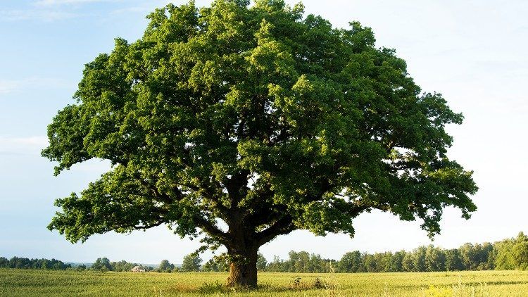 Leon XIV na Dzień Modlitw o Ochronę Świata Stworzonego